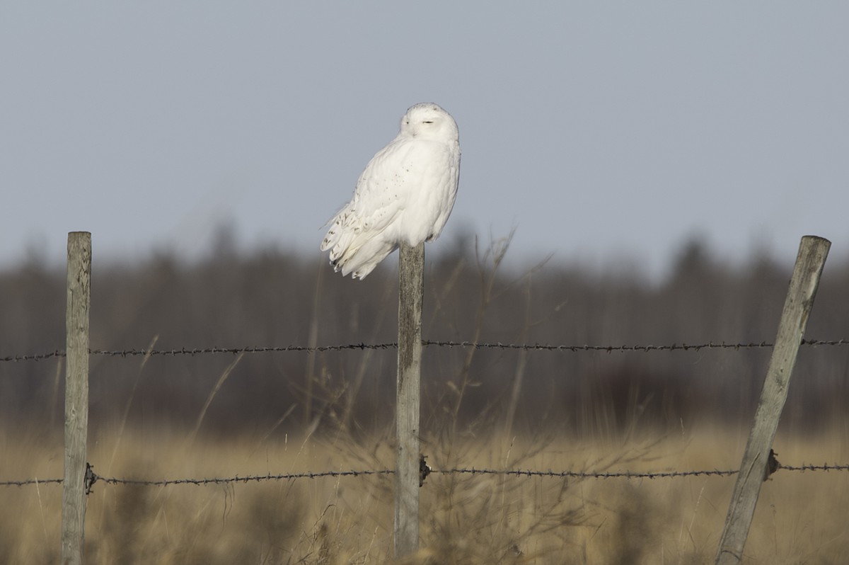 Snowy Owl - ML612829948