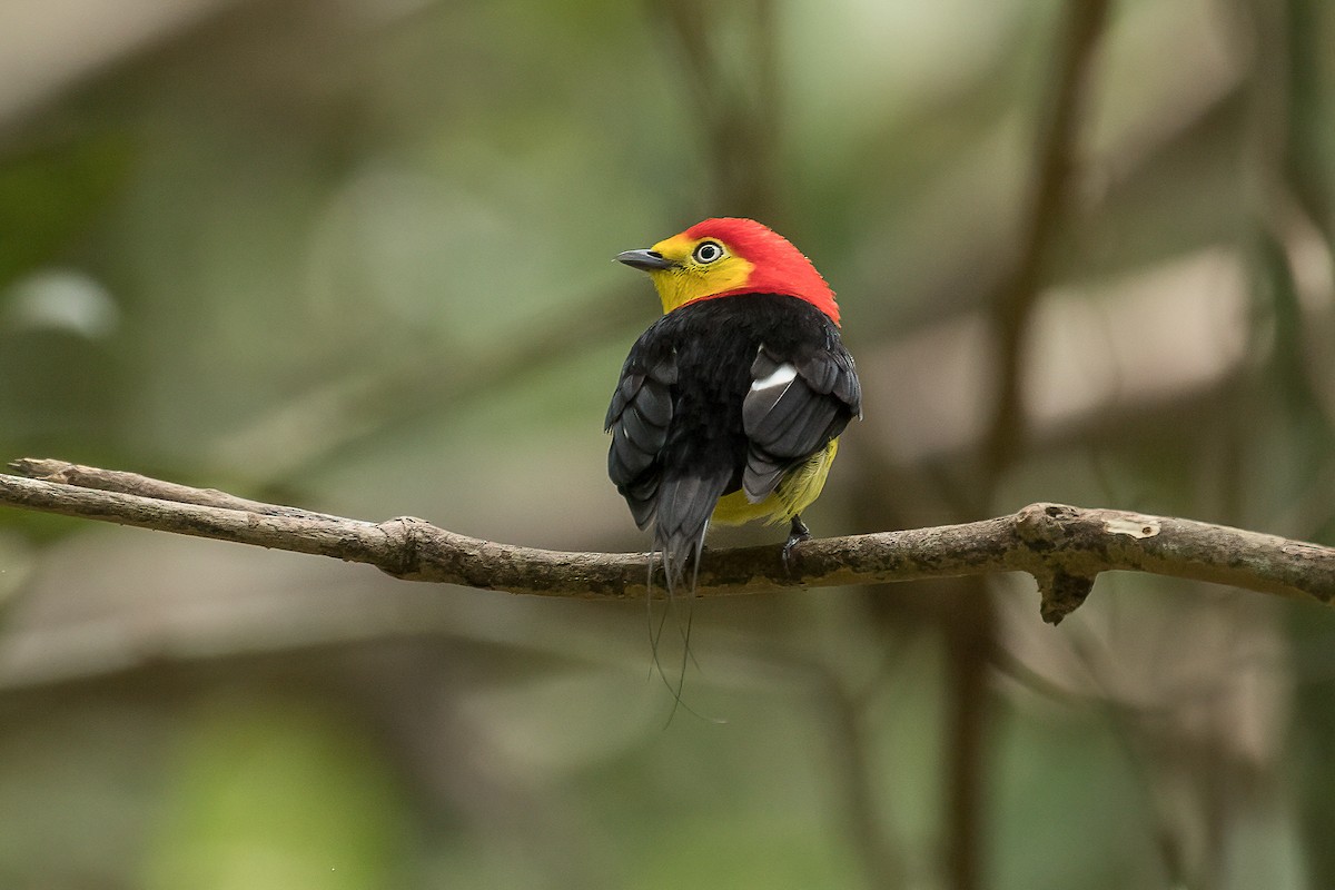 Wire-tailed Manakin - ML612830000