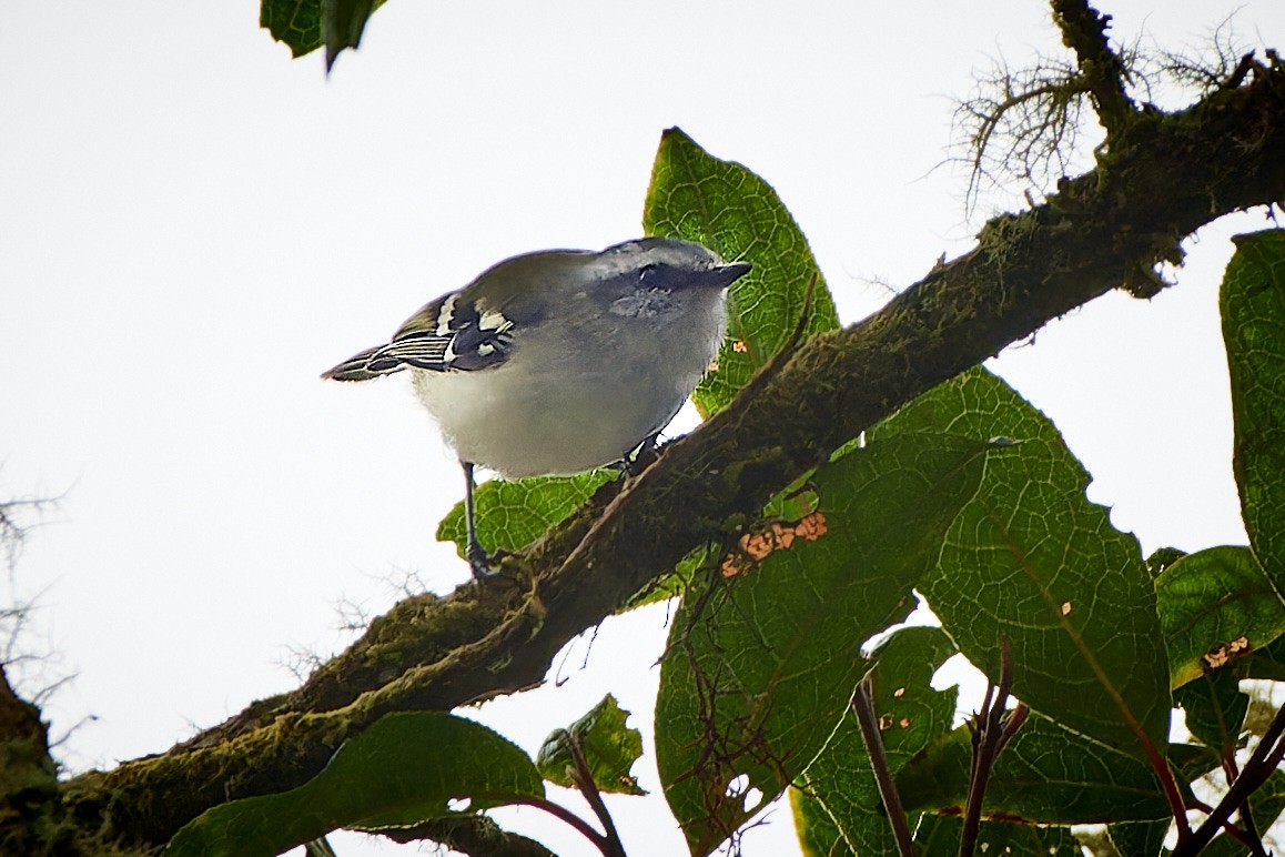 White-banded Tyrannulet - ML612830037