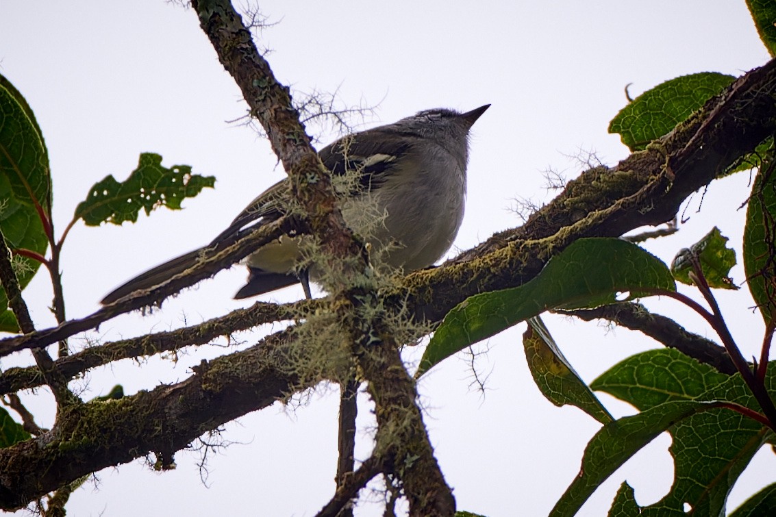 White-banded Tyrannulet - ML612830038