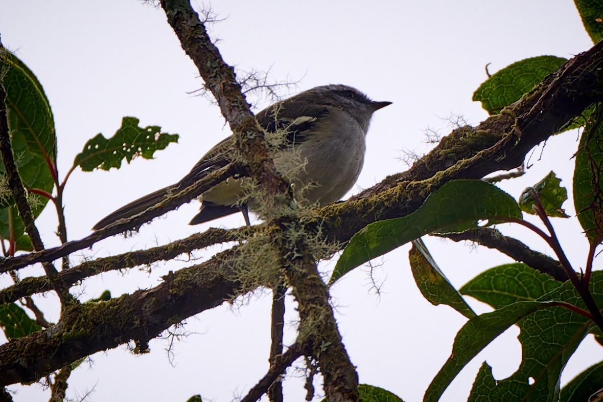 White-banded Tyrannulet - ML612830039