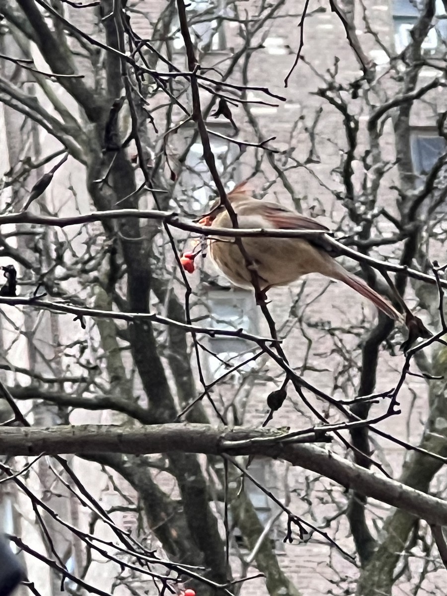 Northern Cardinal - ML612830075
