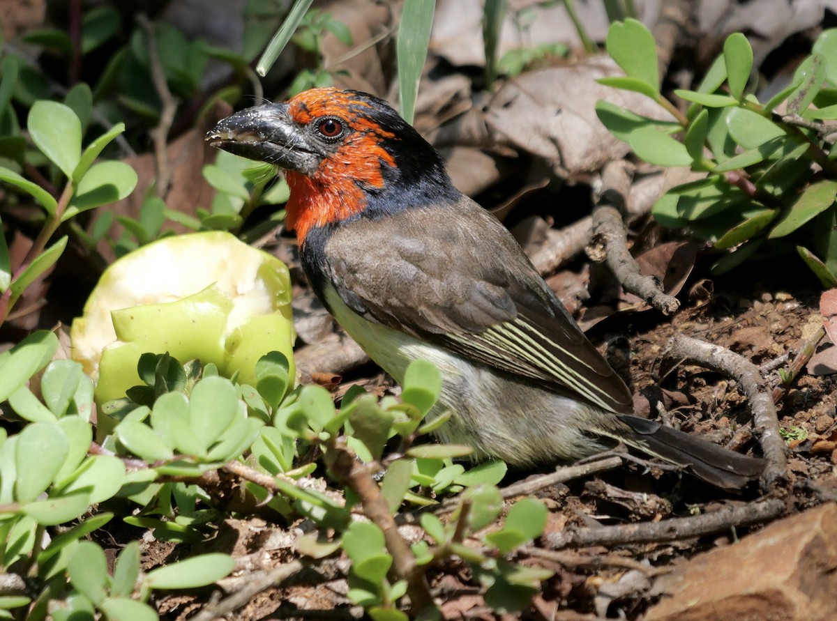 Black-collared Barbet - ML612830083