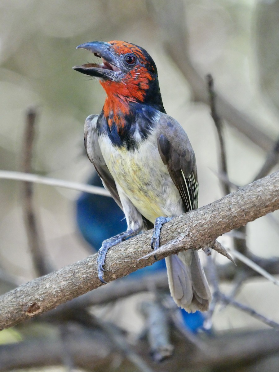 Black-collared Barbet - Rebecca Smith