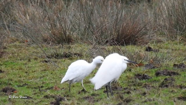 Чапля єгипетська (підвид ibis) - ML612830136