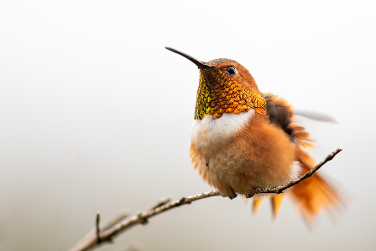 Allen's Hummingbird - ML612830170