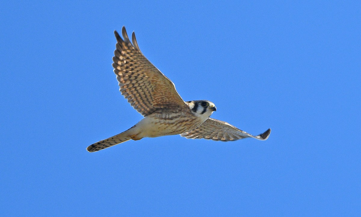 American Kestrel - ML612830207