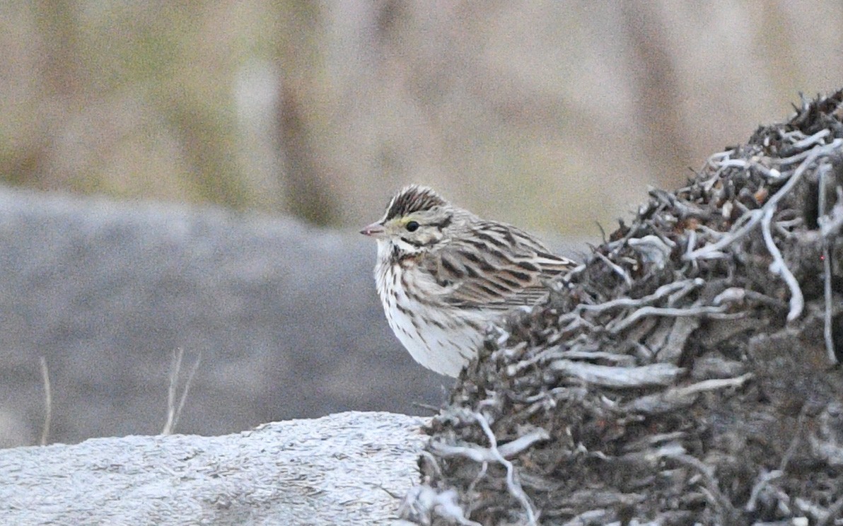 Savannah Sparrow - ML612830208