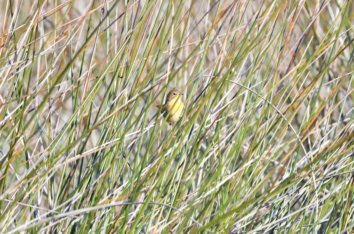 Common Yellowthroat - ML612830212