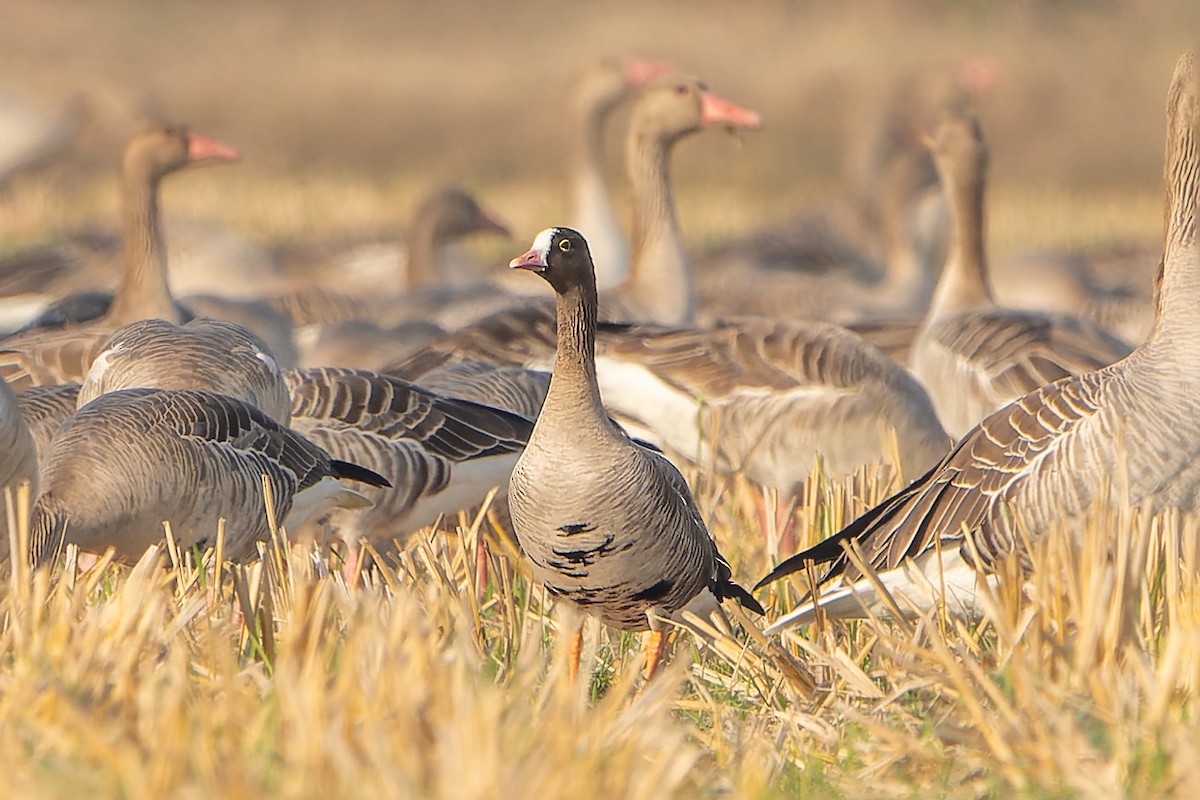 Lesser White-fronted Goose - ML612830240