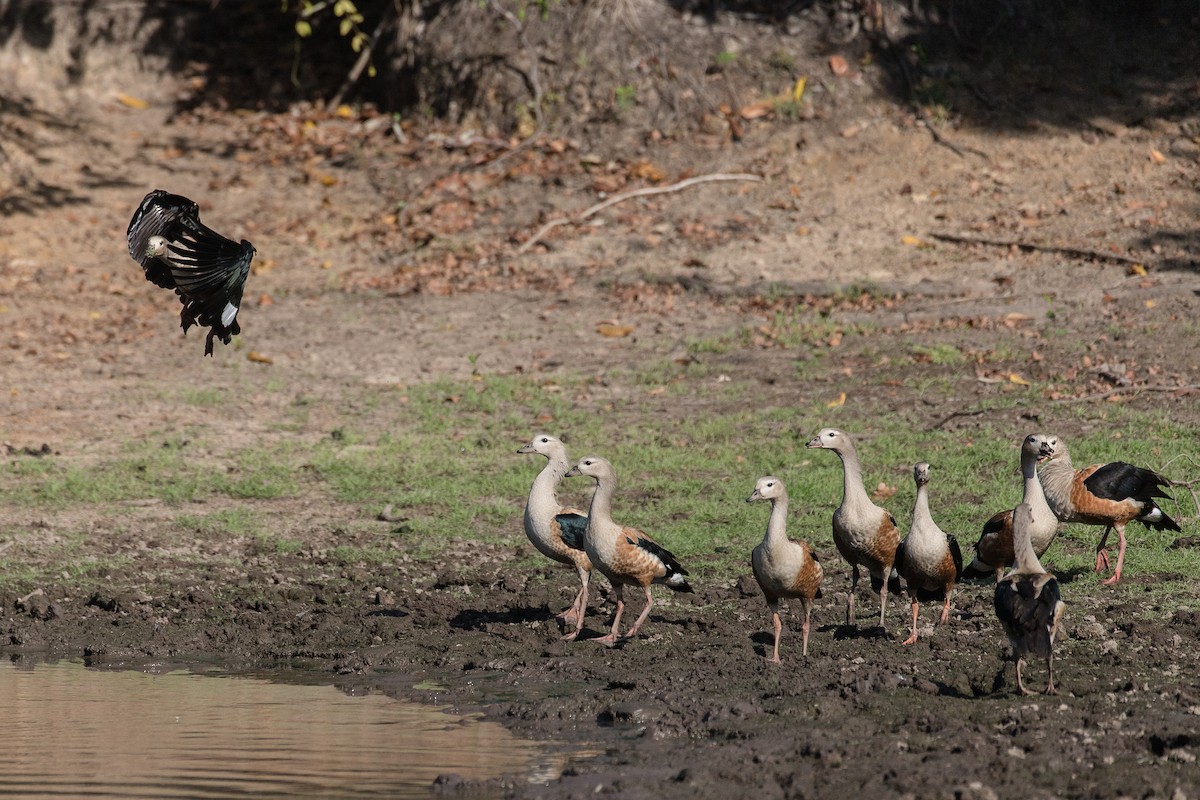 Orinoco Goose - Niels Poul Dreyer