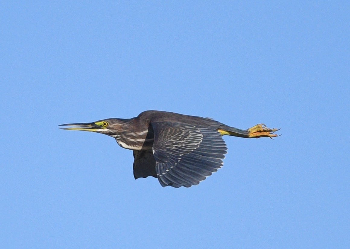 Green Heron - Elizabeth Hawkins