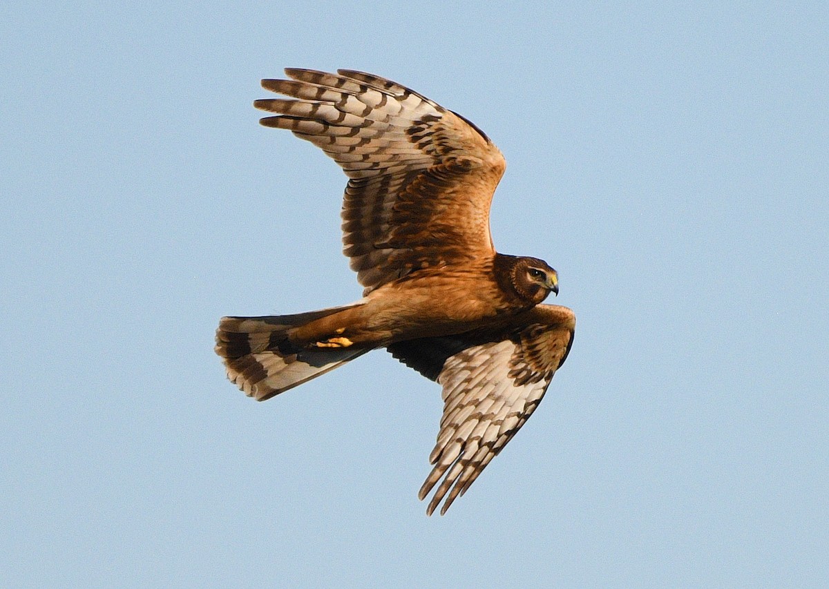 זרון אמריקני - ML612830319