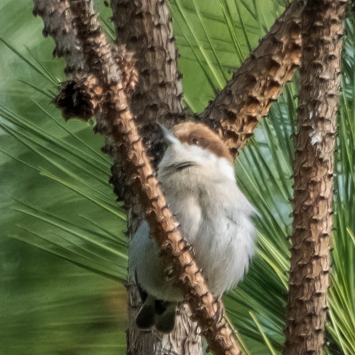 Brown-headed Nuthatch - ML612830352
