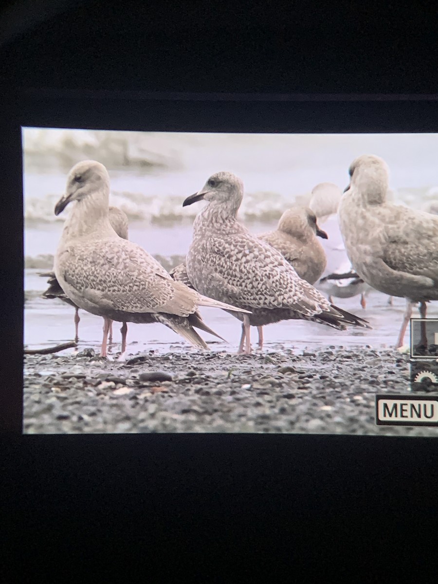 Larus sp. - ML612830382