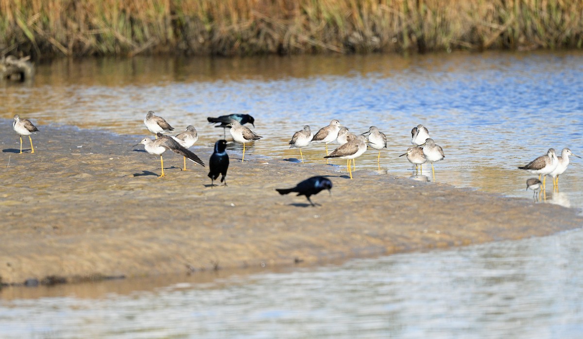 Greater Yellowlegs - ML612830386