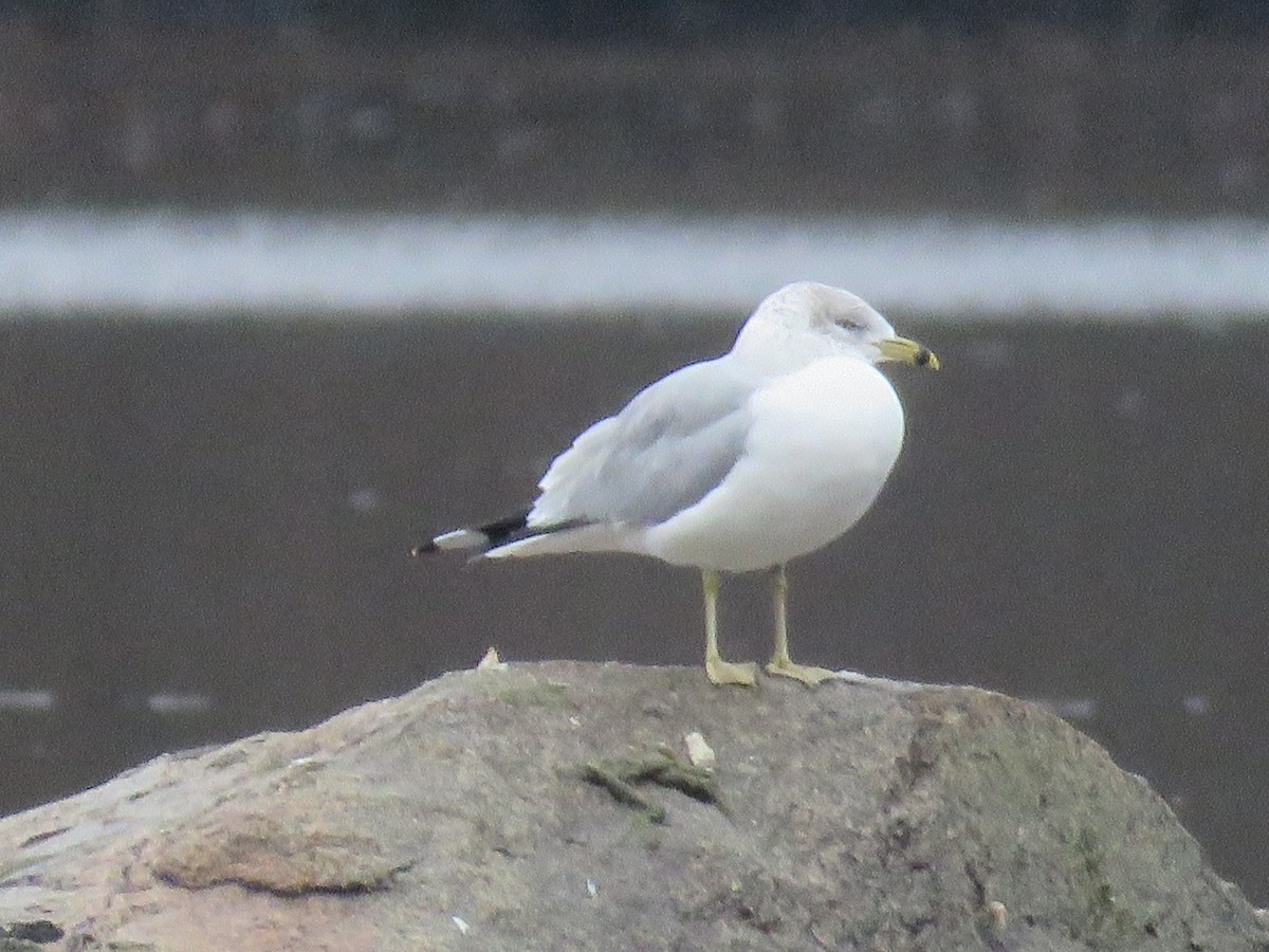 Ring-billed Gull - ML612830430