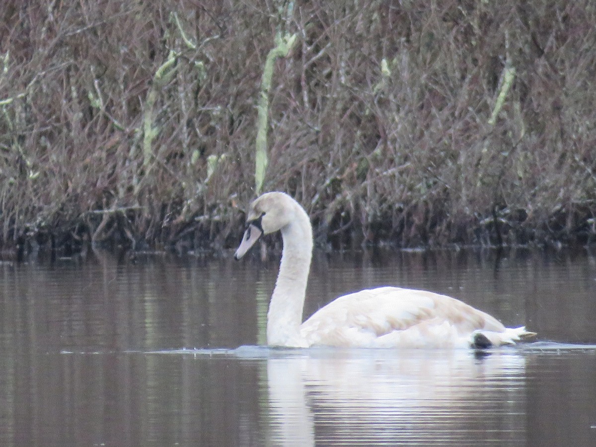 Cygne tuberculé - ML612830445