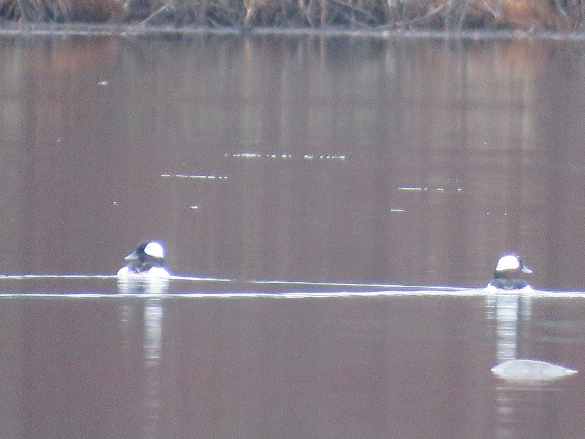 Bufflehead - ML612830468