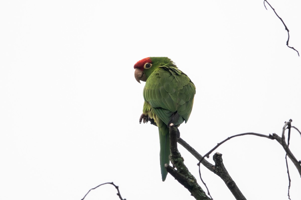 Red-masked Parakeet - ML612830627