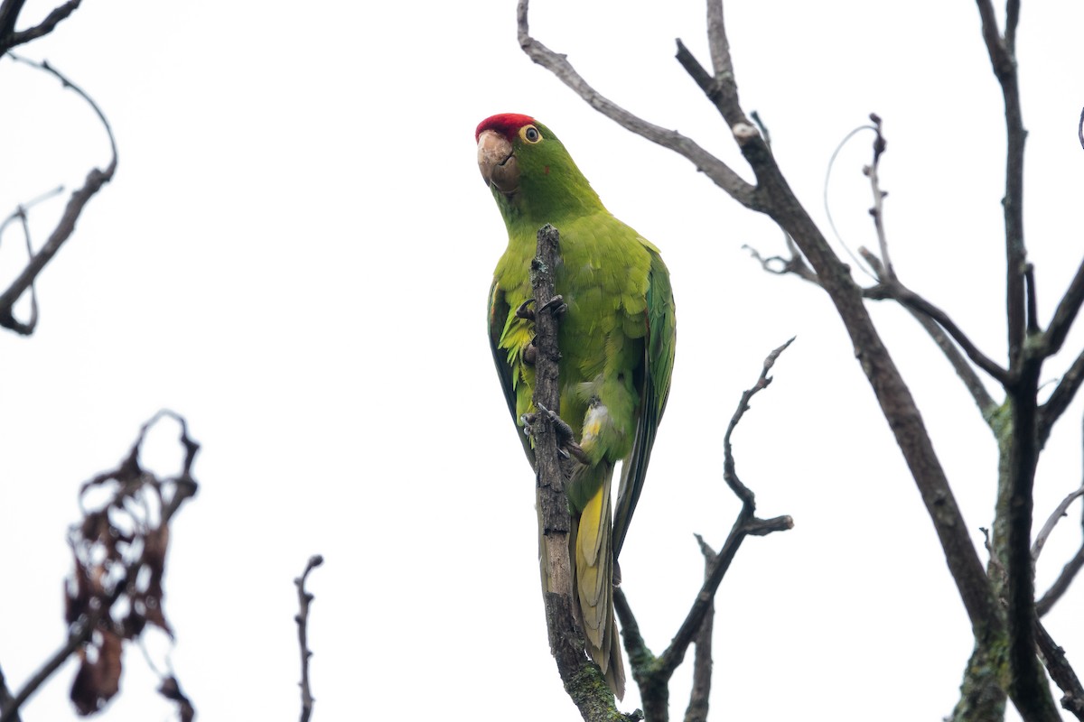 Red-masked Parakeet - ML612830628