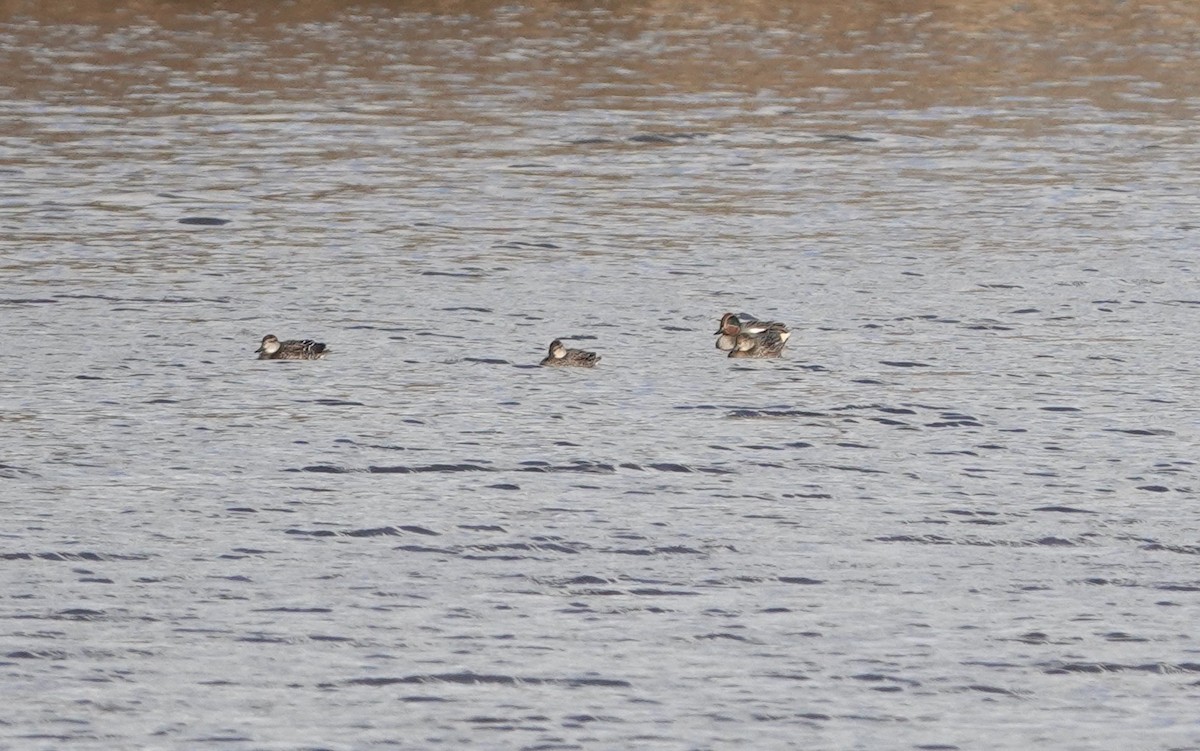 Green-winged Teal (Eurasian) - Snotty Foster