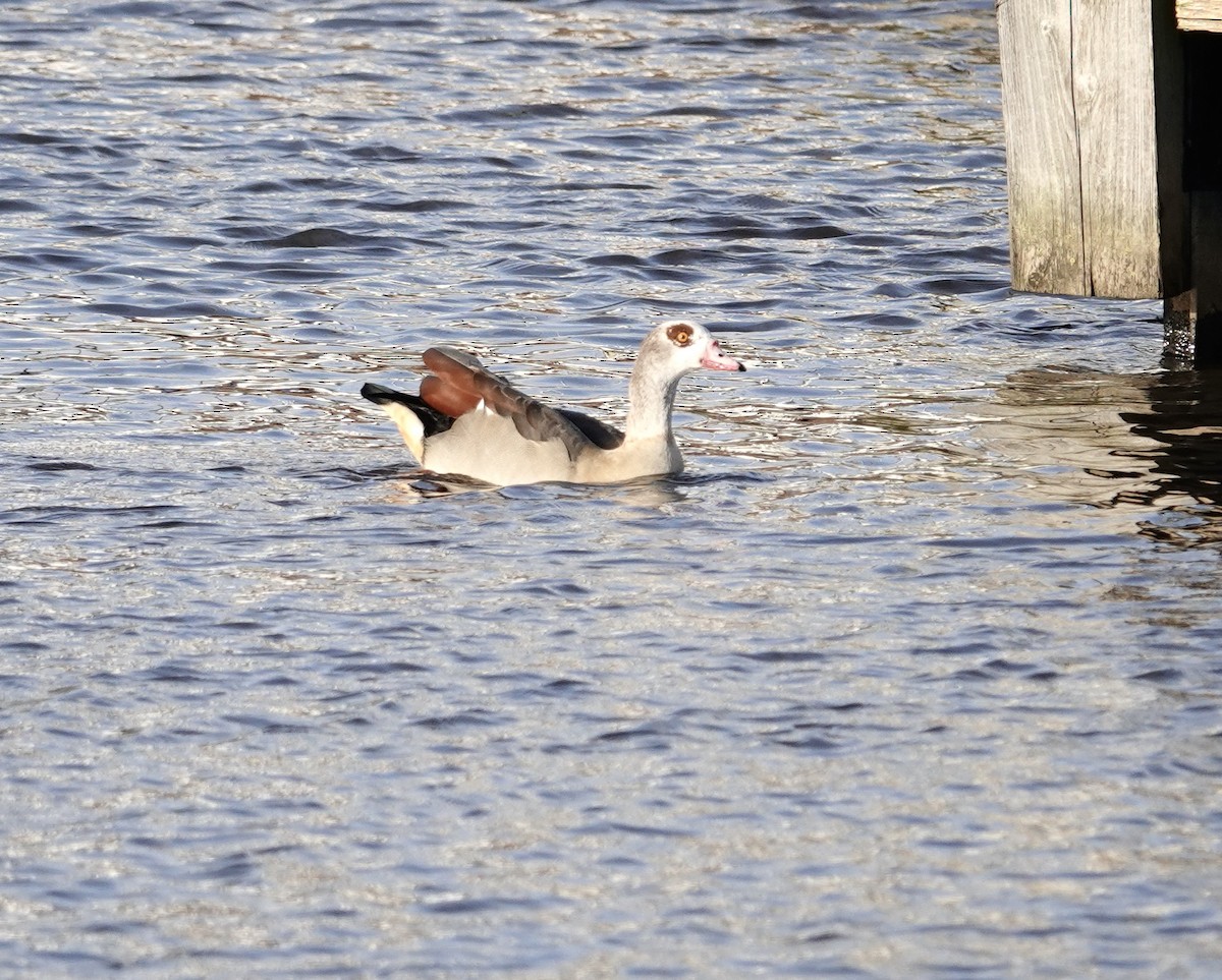 Egyptian Goose - Snotty Foster
