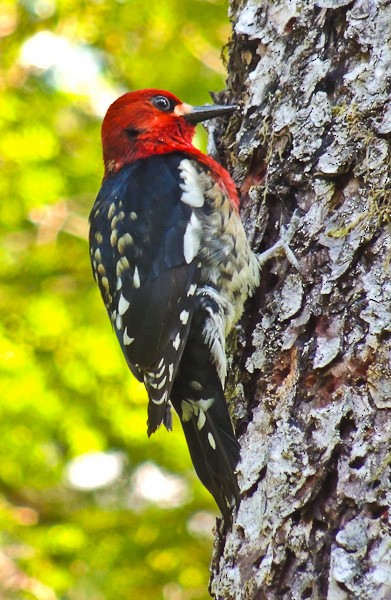 Pic à poitrine rouge - ML612830711