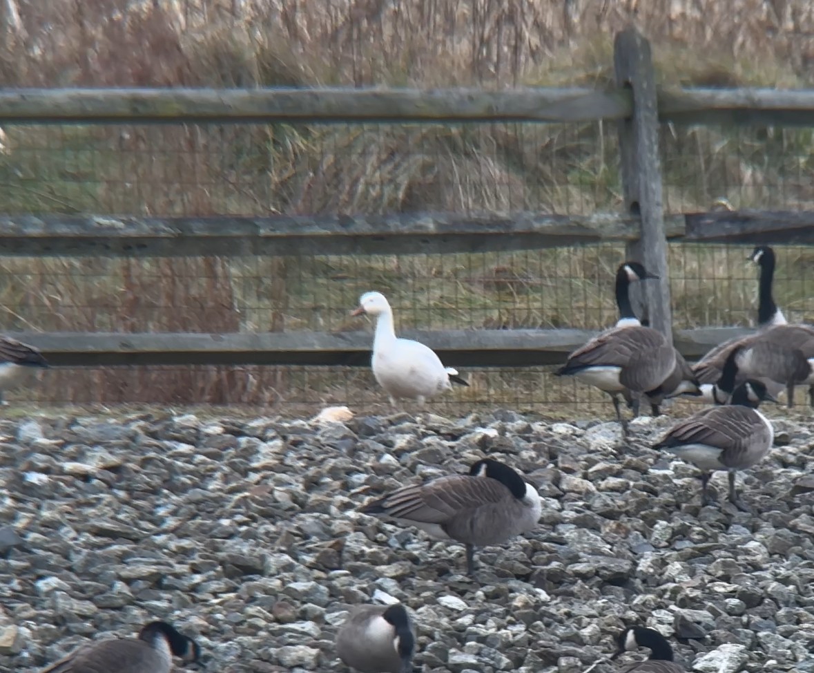 Snow Goose - ML612830713