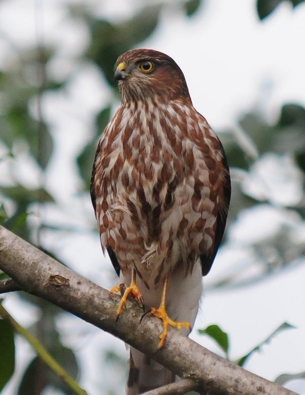 Sharp-shinned Hawk - ML612830737