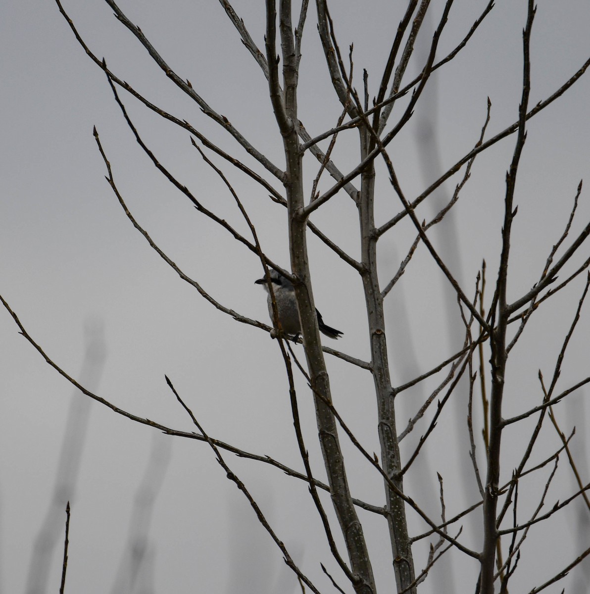 Northern Shrike - Brian O'Connor