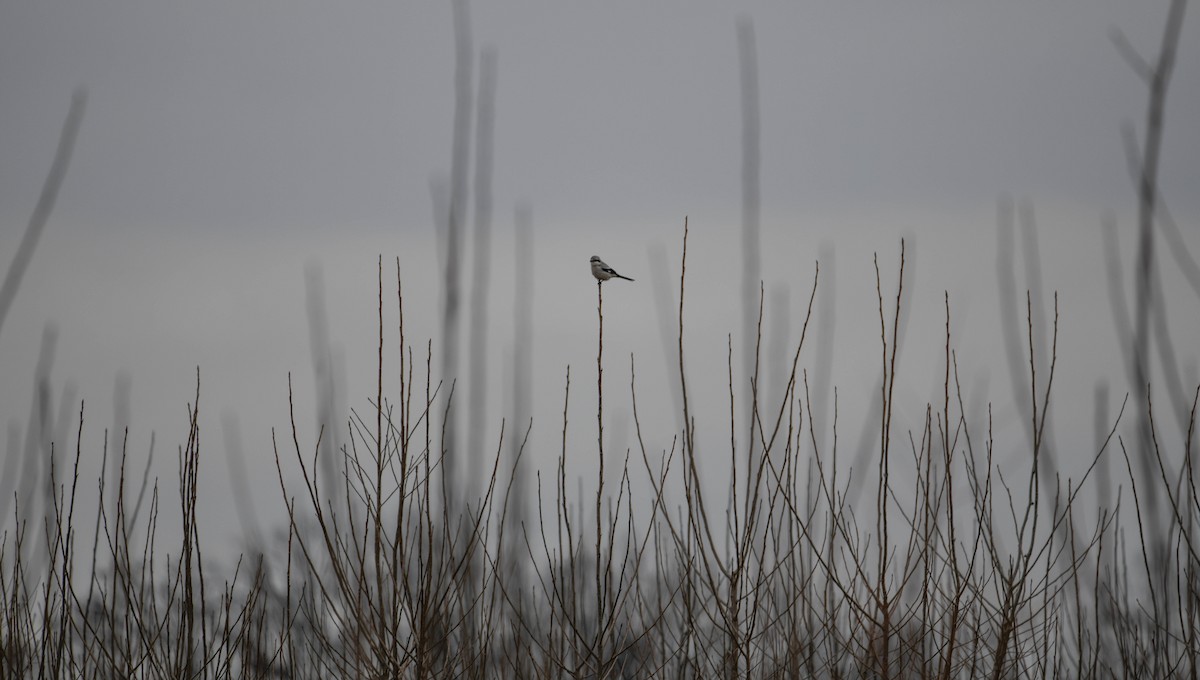 Northern Shrike - Brian O'Connor