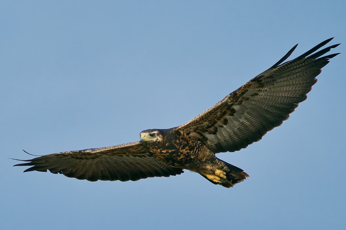 Black-chested Buzzard-Eagle - ML612830799