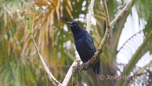 Great-tailed Grackle - ML612830866