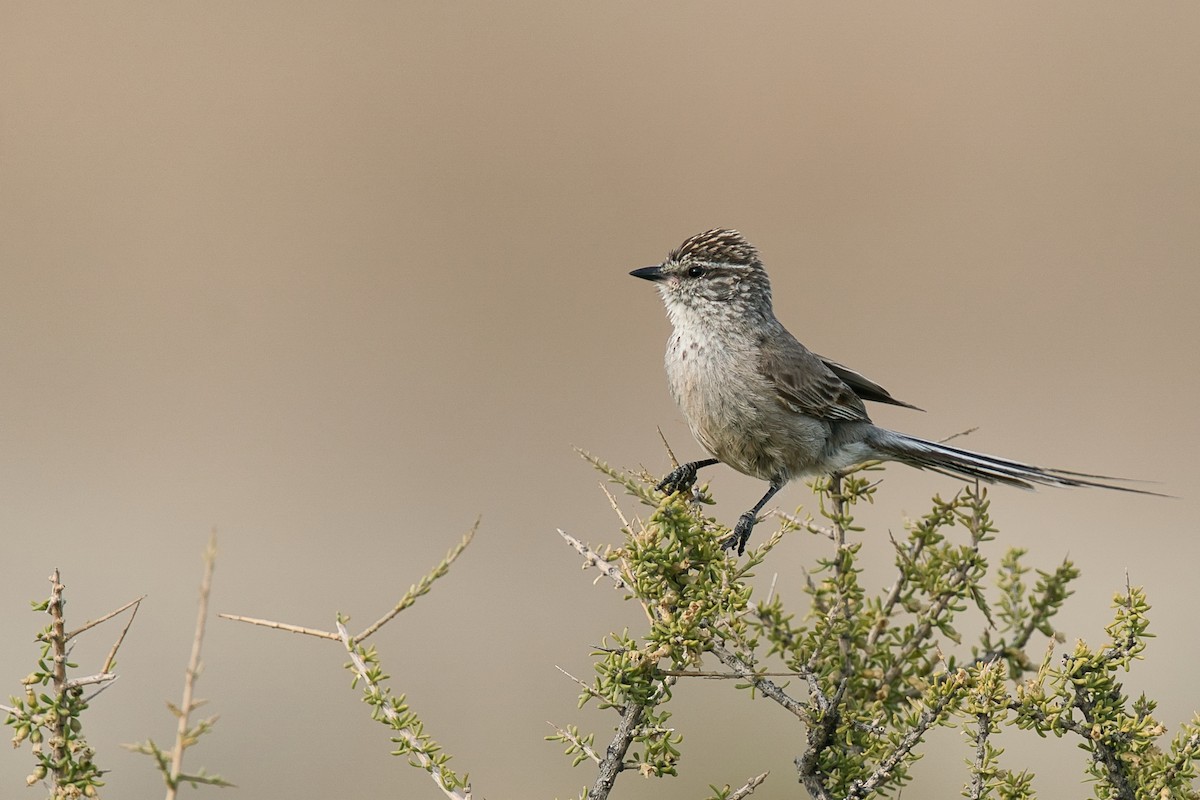 Plain-mantled Tit-Spinetail - ML612830886