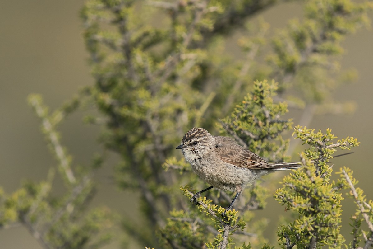 Plain-mantled Tit-Spinetail - ML612830888