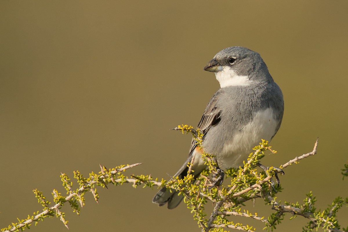 Diuca Finch - ML612830934