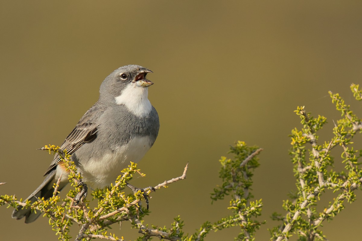 Diuca Finch - Manu Álvarez