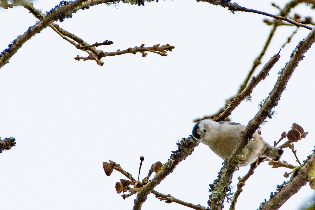 White-breasted Nuthatch - ML612830960