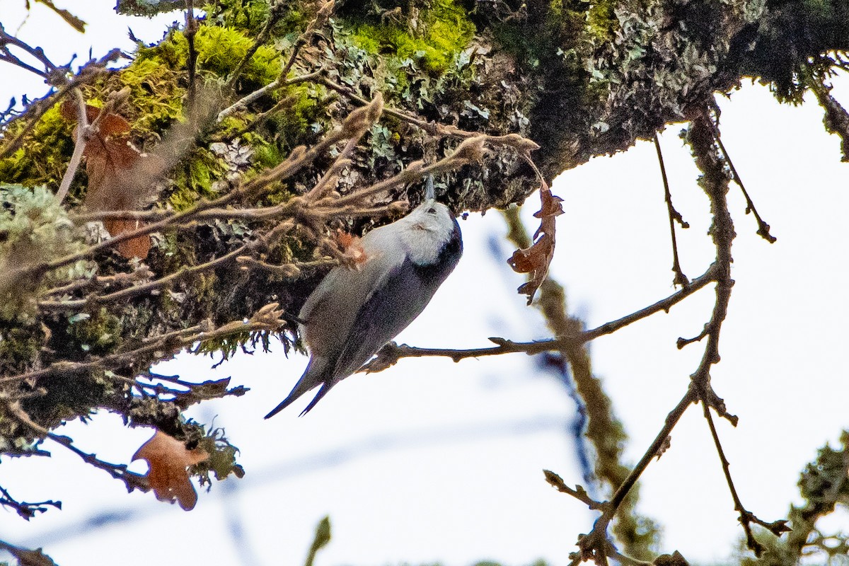 White-breasted Nuthatch - ML612830961