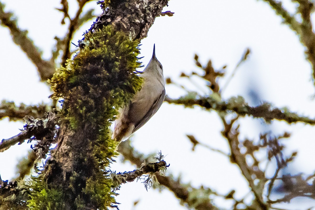 White-breasted Nuthatch - ML612830962