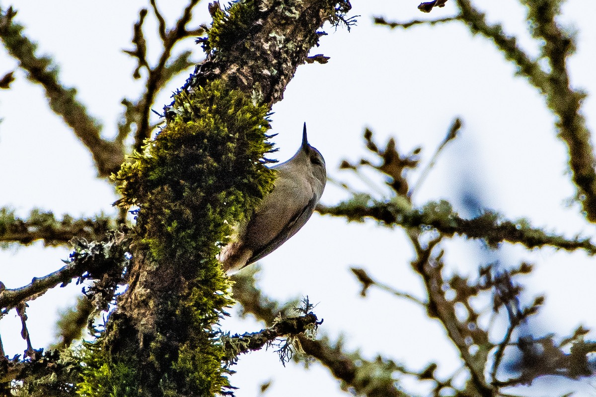 White-breasted Nuthatch - ML612830964