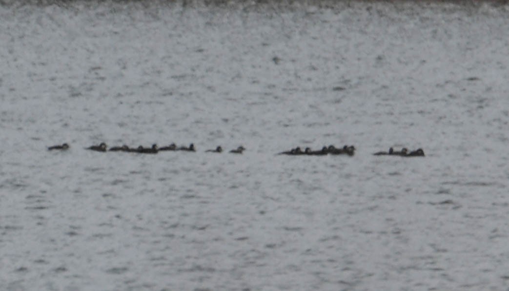 Black Scoter - Brian O'Connor