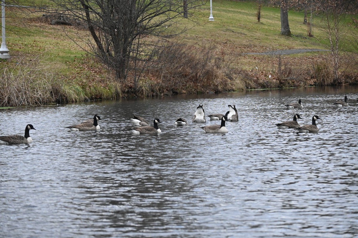 Canada Goose - ML612831176