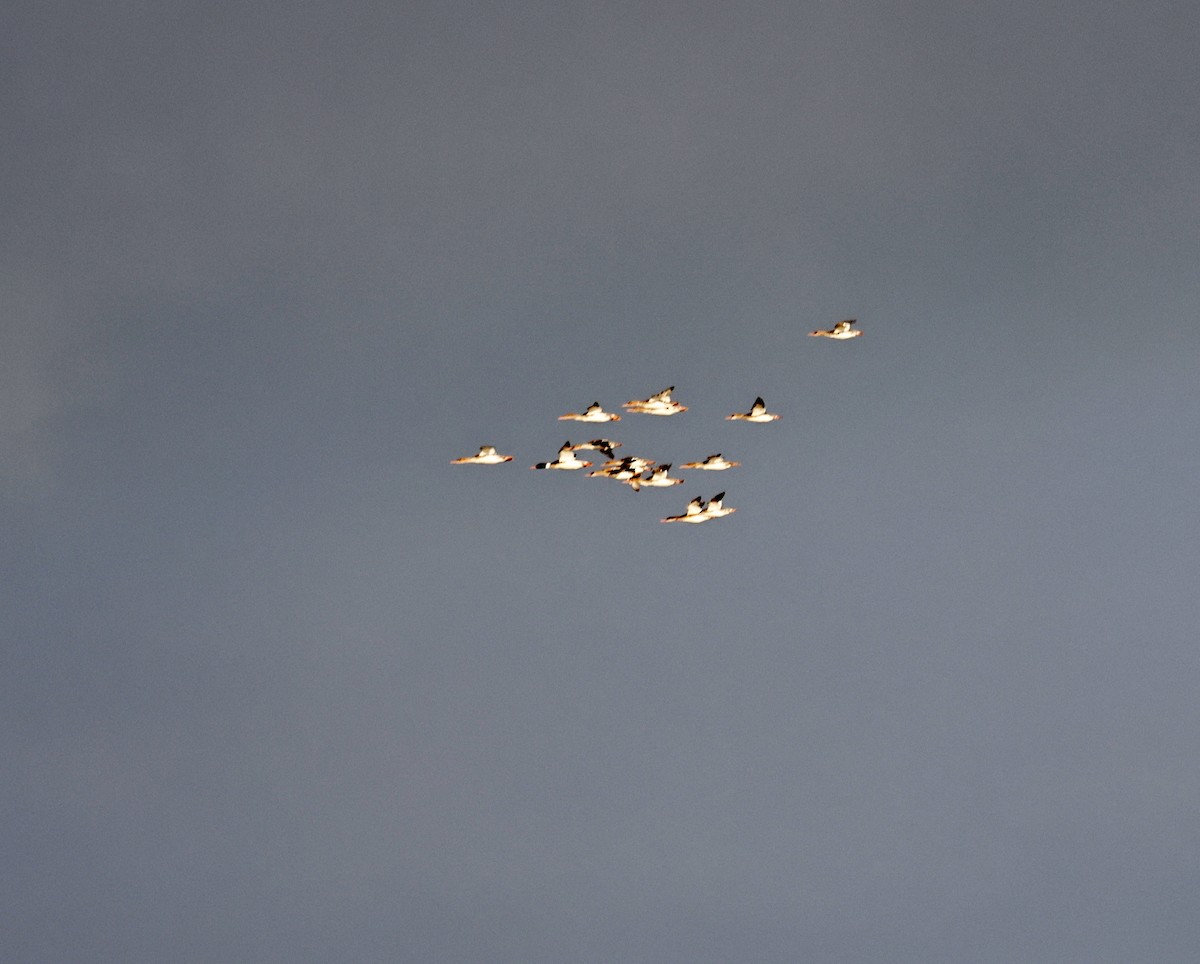 Red-breasted Merganser - ML612831205