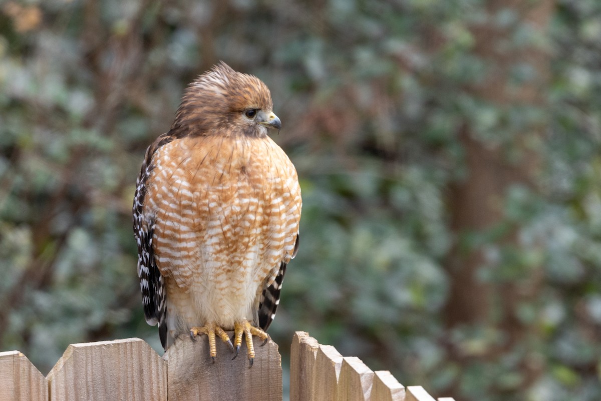 Red-shouldered Hawk - Shawn Taylor