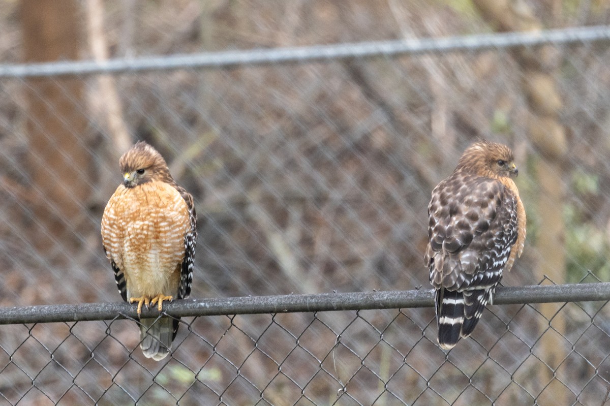 Red-shouldered Hawk - Shawn Taylor