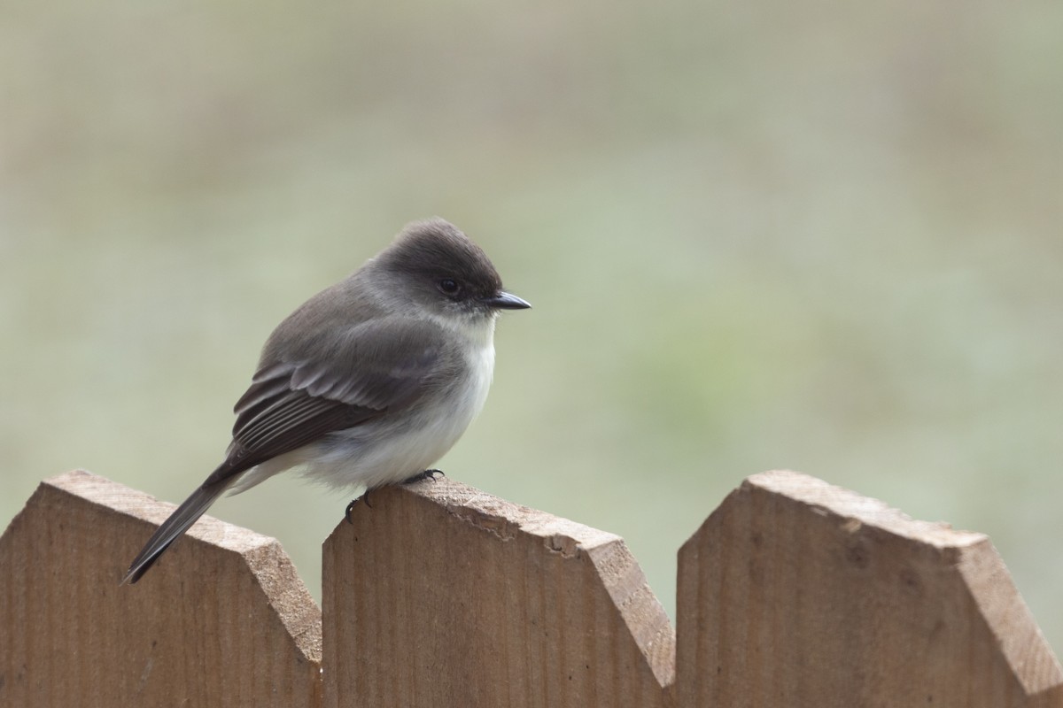 Eastern Phoebe - ML612831227