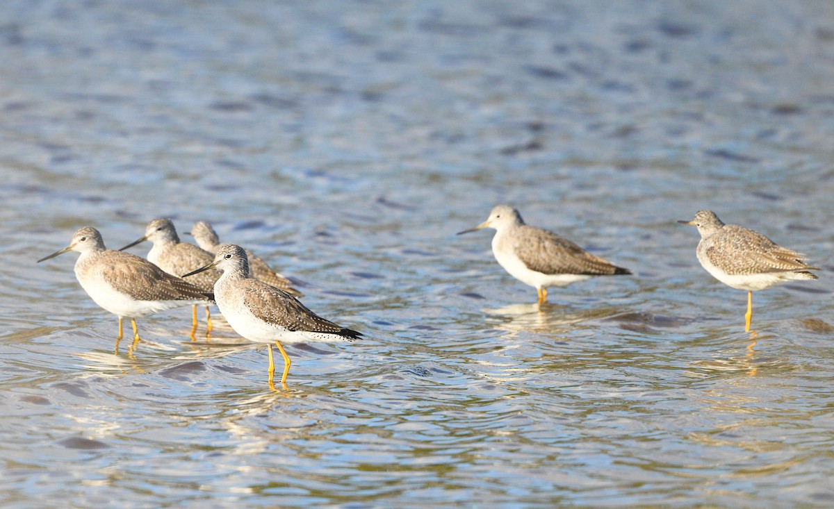 Greater Yellowlegs - ML612831272