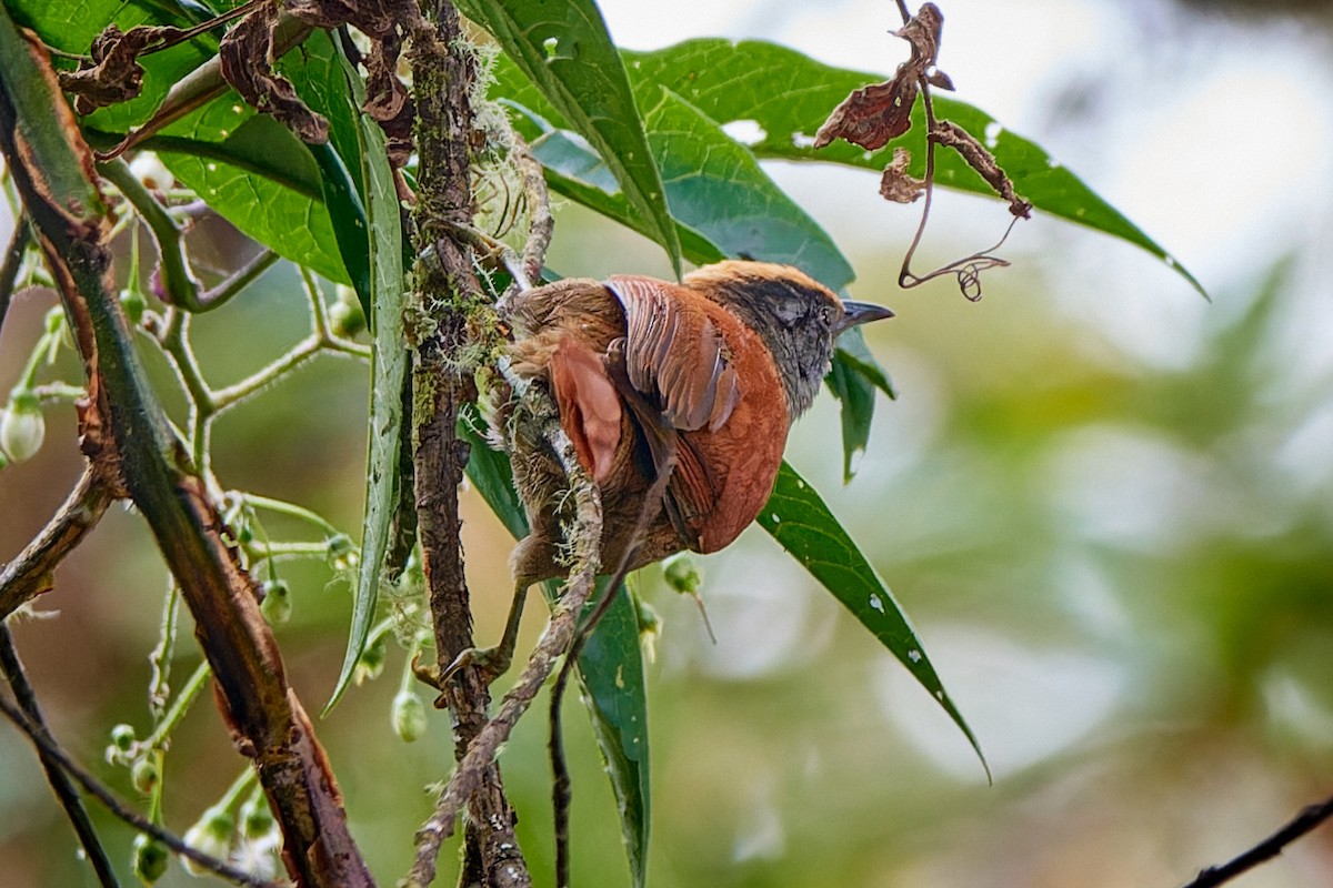 Light-crowned Spinetail - ML612831283